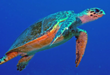 Hawksbill turtle, swimming in the blue, Ave Maria, Praslin, Seychelles. Image.