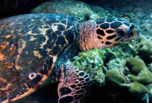 Hawksbill turtle, swimming over reef, Booby Rock, Praslin, Seychelles. Image.