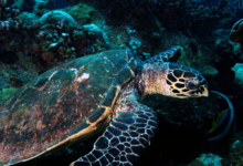 Hawksbill turtle, Channel Rock, Praslin, Seychelles. Image.