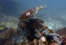 Hawksbill turtle, swimming over a rock, Praslin Coral Garden, Praslin, Seychelles. Image.
