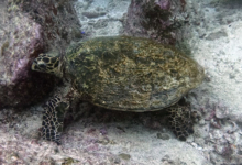 Hawksbill turtle, Red Point, Praslin, Seychelles. Image.