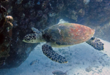 Hawksbill turtle, swimming between rocks, Ave Maria, Praslin, Seychelles. Image.