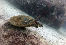 Hawksbill turtle, Red Point, Praslin, Seychelles. Image.