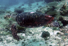 Hawksbill turtle, swimming over shallow reef, Albatross, Félicité, Seychelles. Image.