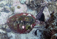Hawksbill turtle, head and carapace, Albatross, Félicité, Seychelles