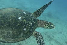 Adopted hawksbill turtle, Seychelles.