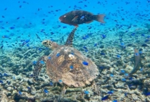 Hawksbill turtle, amongst fish on the reef,, Anse la Cour, Félicité, Seychelles. Image.