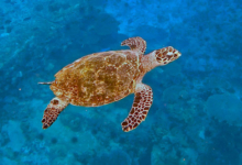 Adopted hawksbill turtle Seychelles. Image