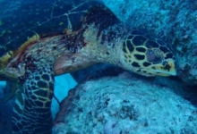 Hawksbill turtle foraging on rocks, Red Point, Praslin, Seychelles. Image.
