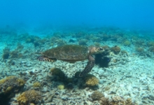 Hawksbill turtle, swimming over reef, Petite Soeur, Félicité, Seychelles. Image.