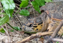 Female hawksbill turtle nesting on Félicité, Seychelles. Image.