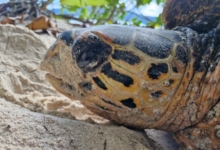 Female hawksbill nesting, Grande Anse, Félicité, Seychelles. Image.