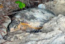Nesting female hawksbill turtle, Grand Anse, Félicité, Seychelles. Image.
