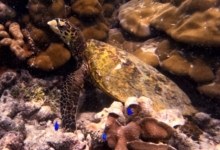 Hawksbill turtle on a coral reef, Anse Papaie, Curieuse, Seychelles. Image.