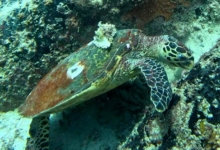Hhawksbill turtle with snail on its back forating at White Bank, Praslin island, Seychelles. Image.