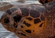 Nesting female hawksbill, Anse Bazarca, Mahé, Seychelles. Image.