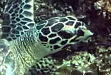 Hawksbill turtle, Anse la Liberté, Mahé, Seychelles. Image.