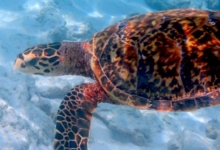 Hawksbill turtle beautiful carapace, Grand Anse, Félicité, Seychelles. Image.