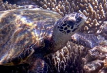 Adopt a turtle. Image.