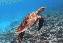 Hawksbill turtle swimming, Anse Peniche, Félicité Island, Seychelles. Image.