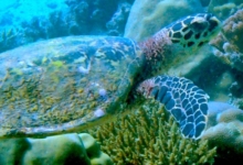 Hawksbill turtle on reef, Anse Peniche, Félicité, Seychelles. Image.
