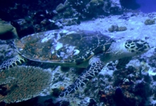 Hawksbill turtle, Albatross, Praslin, Seychelles. Image.
