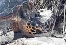Nesting female hawksbill turtle, Anse Corail, Mahe, Seychelles