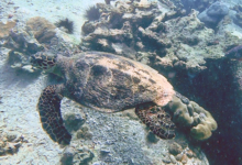 Hawksbill turtle swimming above the reef, Anse Peniche, Félicité, Island, Seychelles. Image.