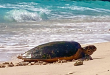 Hawksbill turtle, Grande Anse, Félicité, Seychelles. Image.