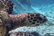 Hawksbill turtle, Ile Coco, Félicité Island, Seychelles. Image.