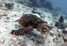 Hawksbill turtle, Coral Garden, Praslin, Seychelles