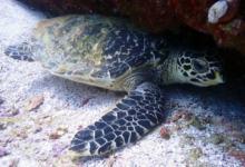 Hawksbill hiding under a rock, Booby Rock, Praslin, Seychelles. Image.