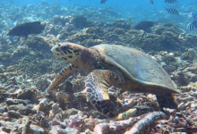 Hawksbill turtle swimming on the reef, Anse La Cour, Félicité, Seychelles. Image.
