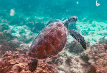 Green turtle swimming, Coral Garden, Praslin, Seychelles. Image.