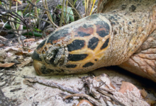 Nesting hawksbill turtle, Grand Anse, Félicité, Seychelles. Image.