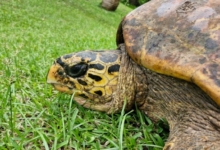 Female hawksbill turtle, Anse Peniche, Félicité, Seychelles. Image.