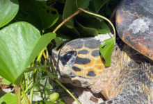 Nesting hawksbill, Grande Anse, Félicité, Seychelles. Image.
