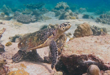 Hawksbill turtle, Petite Soeur, Félicité, Seychelles. Image.