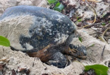 Nesting hawksbill, Grand Anse, Félicité, Seychelles. Image.