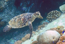 Hawksbill turtle, Ile Coco, Félicité, Seychelles. Image.