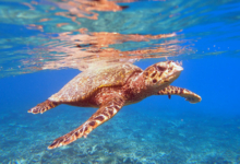 Hawksbill turtle swimming in the blue, Anse la Cour, Félicité Island, Seychelles. Image.