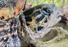 Nesting hawksbill turtle, Grande Anse, Félicité, Seychelles. Image.