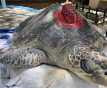 Autumn, tagged & released