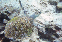 Hawksbill turtle, Rocky Road, Félicité, Seychelles. Image.