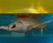 Vindhu, tagged and released Vindhu fitted with a satellite tag for his release, 16 January 2026. Image.