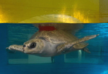 Vindhu, tagged and released Vindhu fitted with a satellite tag for his release, 16 January 2026. Image.