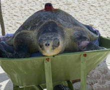 Pickle, tagged & released