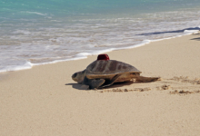 Muraka, tagged & released Turtle patient Muraka, an olive ridley, being released with a satellite tag from the beach in Maldives. Image.