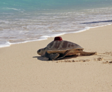 Muraka, tagged & released Turtle patient Muraka, an olive ridley, being released with a satellite tag from the beach in Maldives. Image.