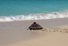 Muraka Turtle patient Muraka, an olive ridley, being released with a satellite tag from the beach in Maldives. Image.